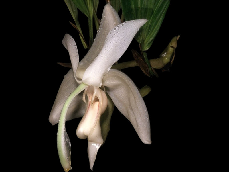 Stanhopea grandiflora