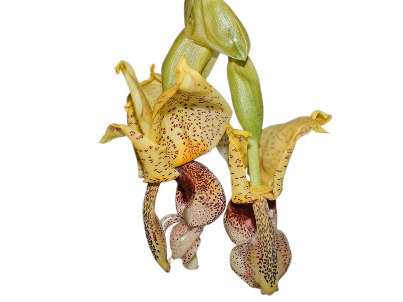 Stanhopea insignis