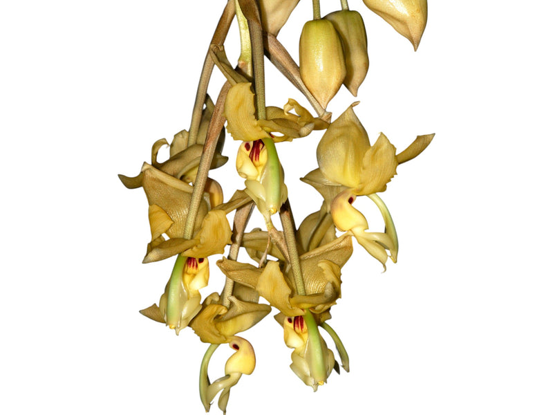 Stanhopea lietzei