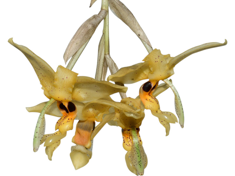 Stanhopea nigripes