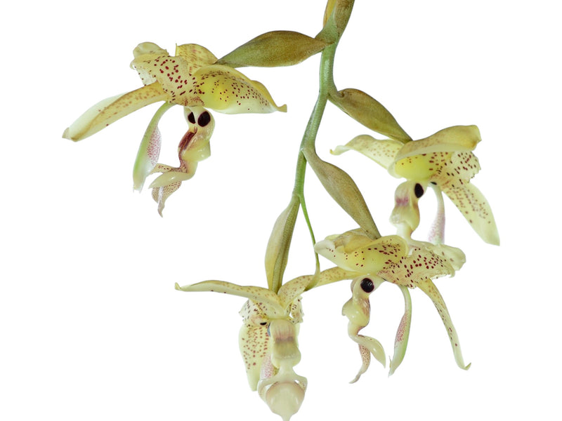 Stanhopea oculata