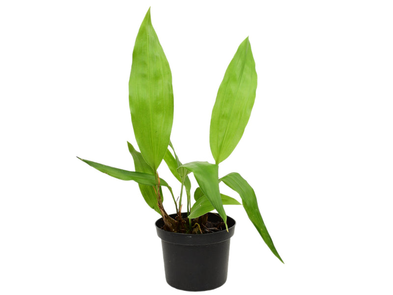 Stanhopea oculata (9cm Topf)