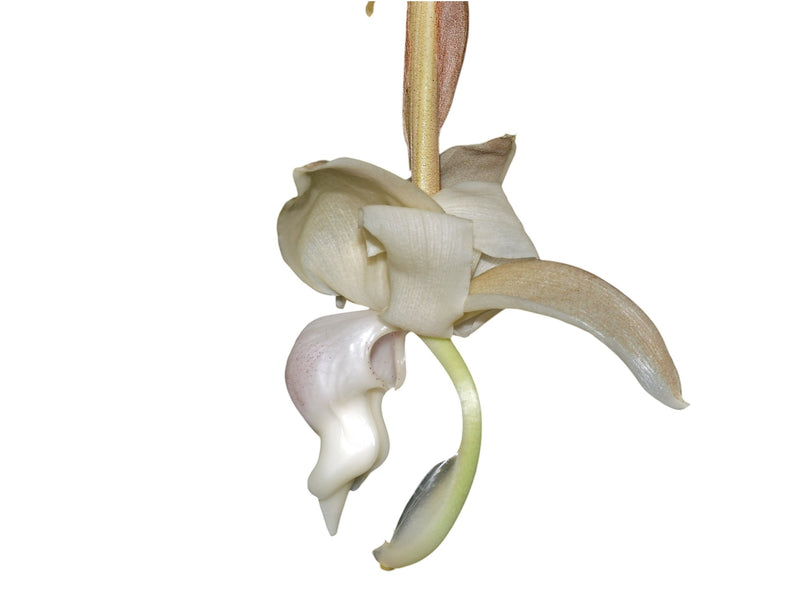 Stanhopea reichenbachiana