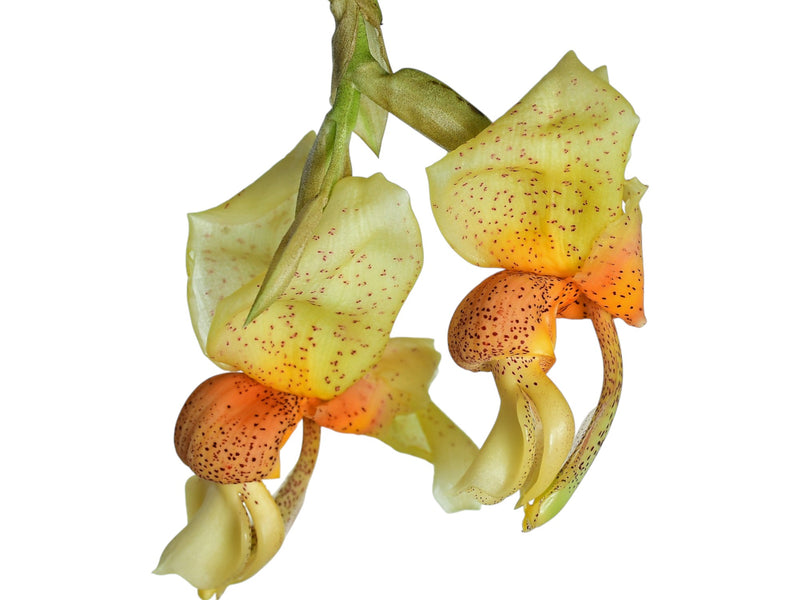 Stanhopea saccata
