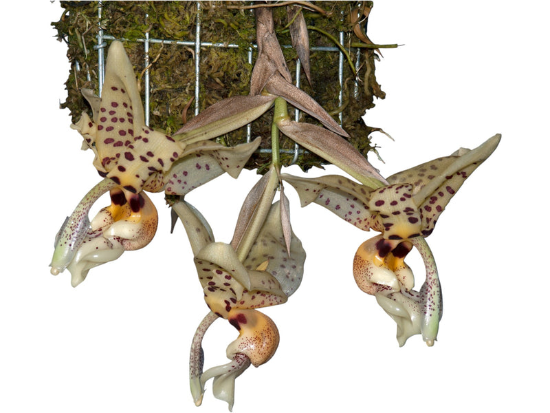 Stanhopea shuttleworthii