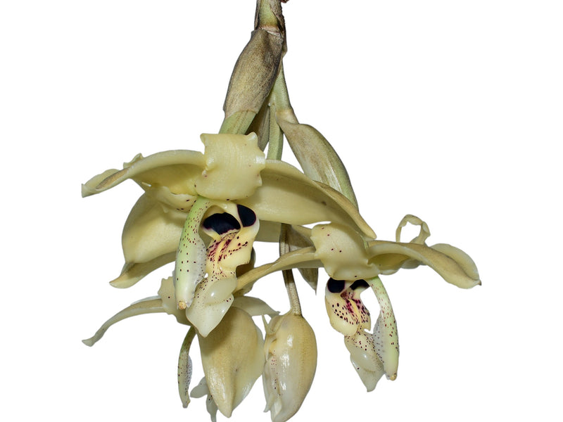 Stanhopea wardii