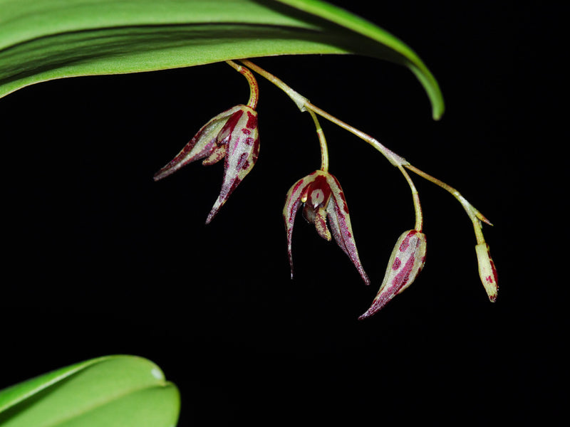 Stelis restrepioides (5 cm Topf)