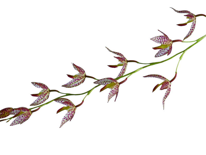 Stelis restrepioides (5 cm Topf)