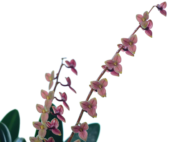 Stelis argentata