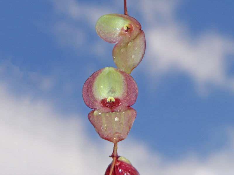 Stelis dactyloptera OP in vitro
