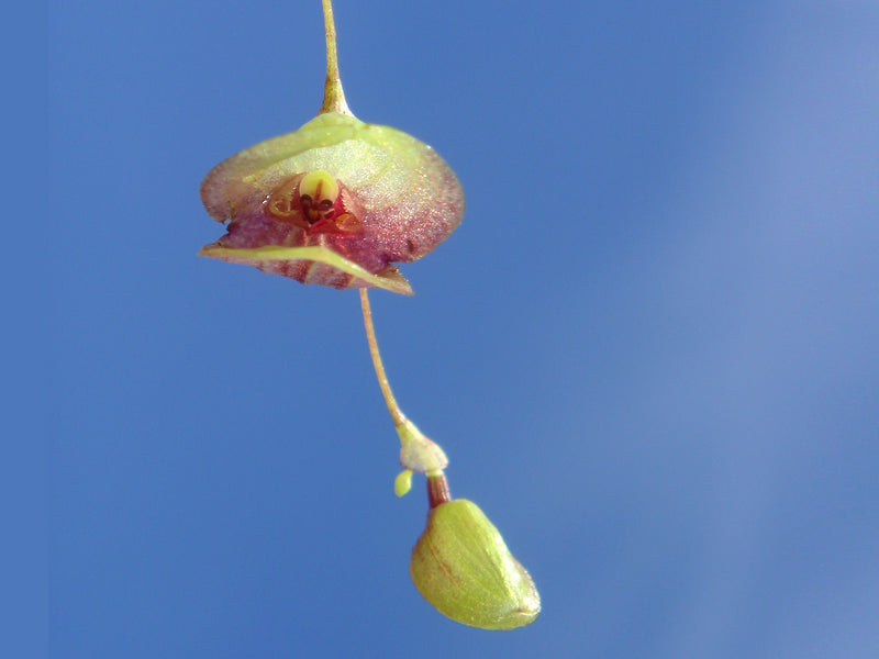 Stelis dactyloptera OP in vitro