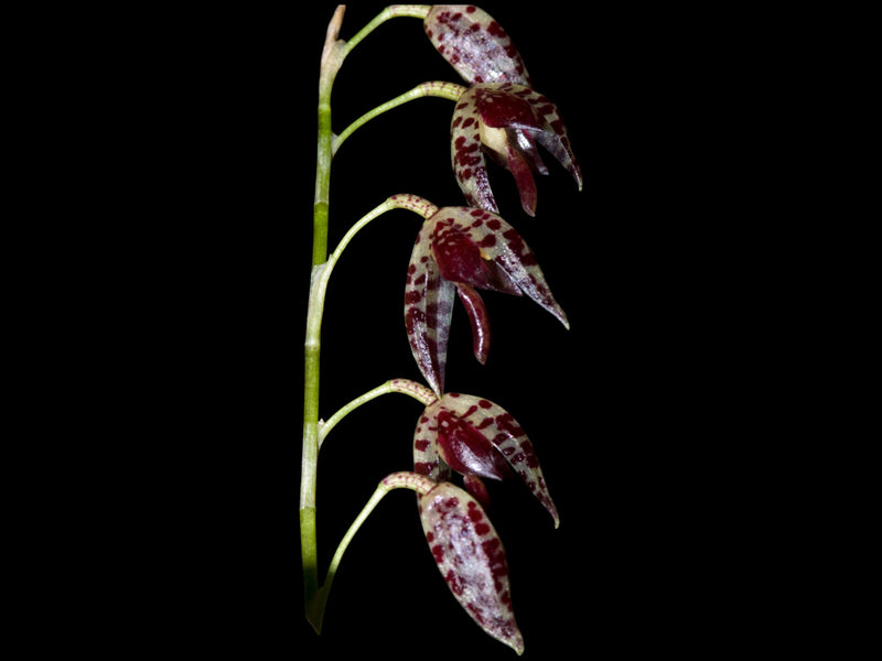 Stelis restrepioides