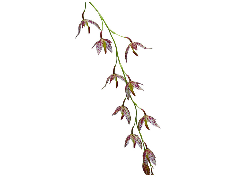 Stelis restrepioides