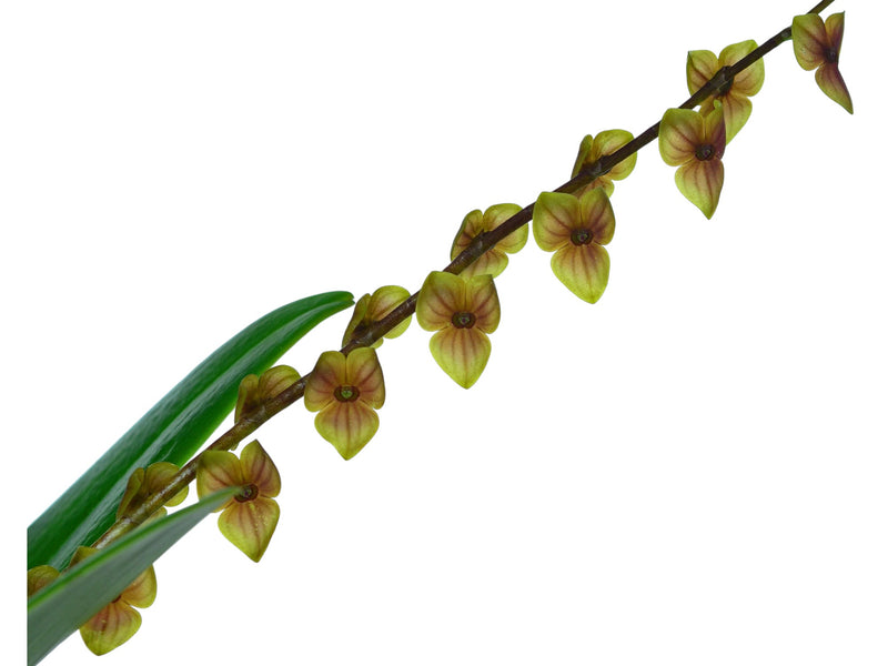 stelis superbiens