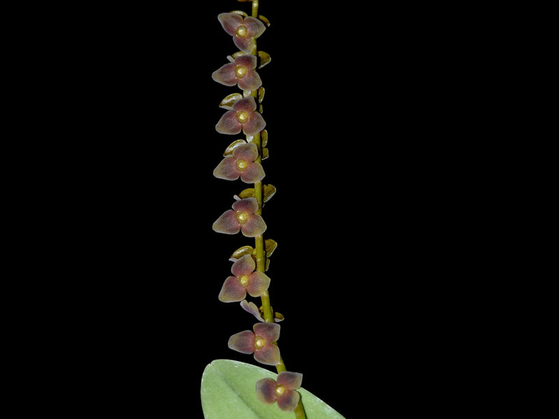 stelis superbiens