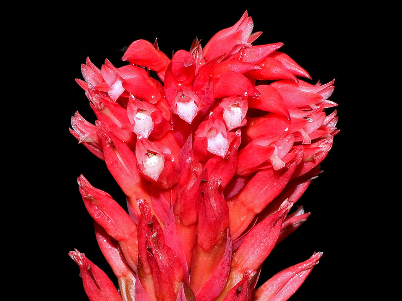 Stenorrhynchos speciosum