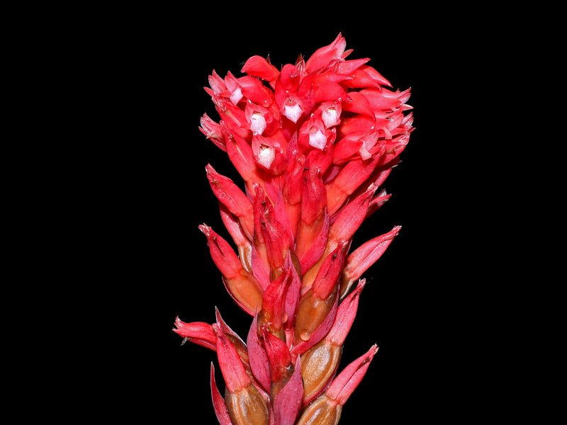 Stenorrhynchos speciosum
