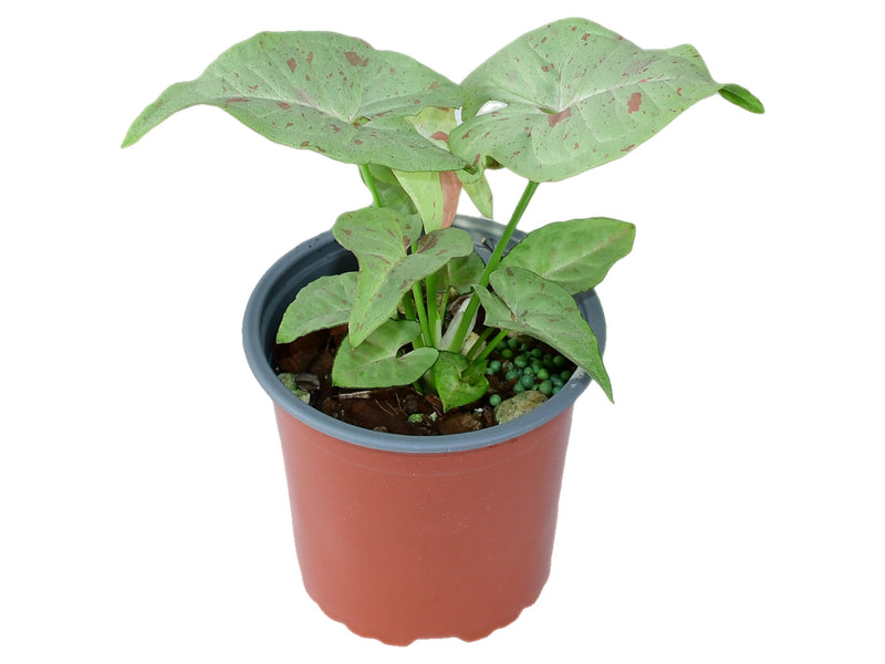 Syngonium podophyllum 'Milk Confetti'  S (11cm Topf)