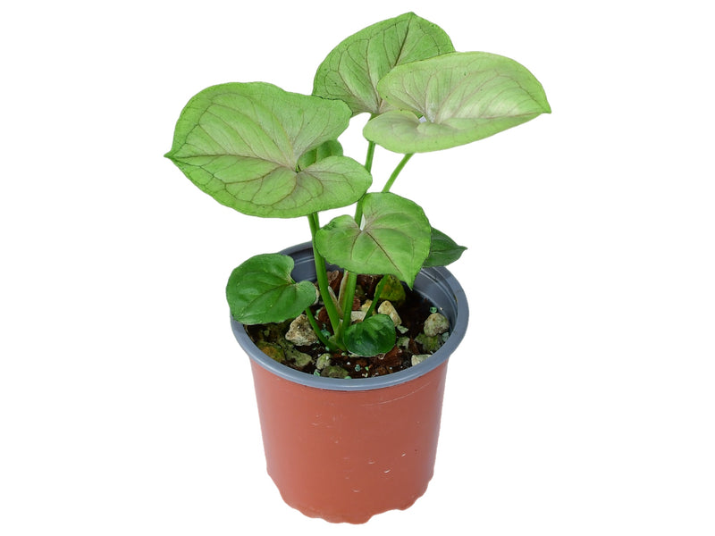 Syngonium podophyllum 'Freckles'  S (11 cm Topf)