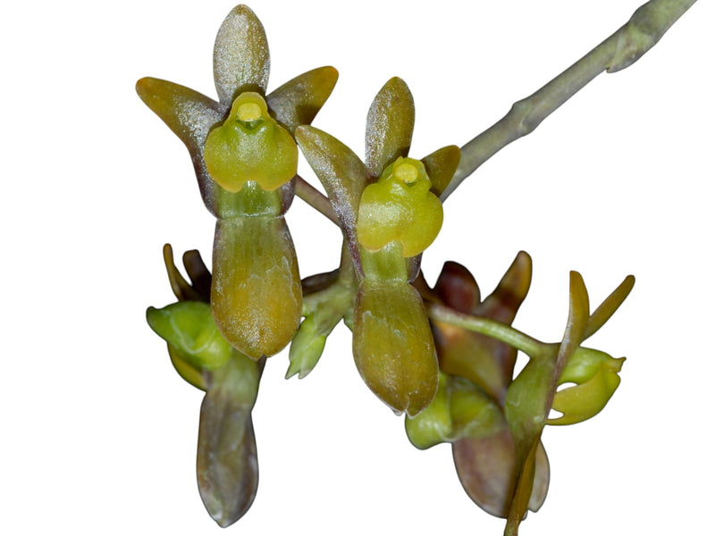 Systeloglossum ecuadorense