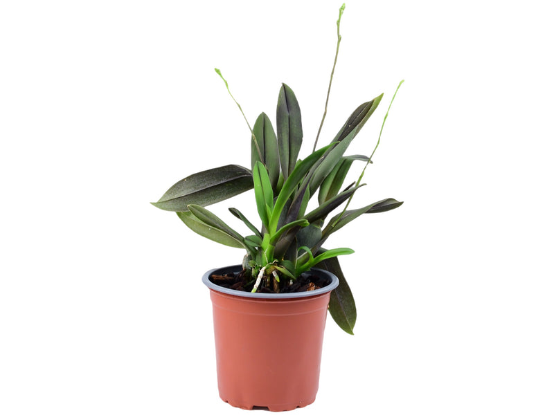 Systeloglossum ecuadorense