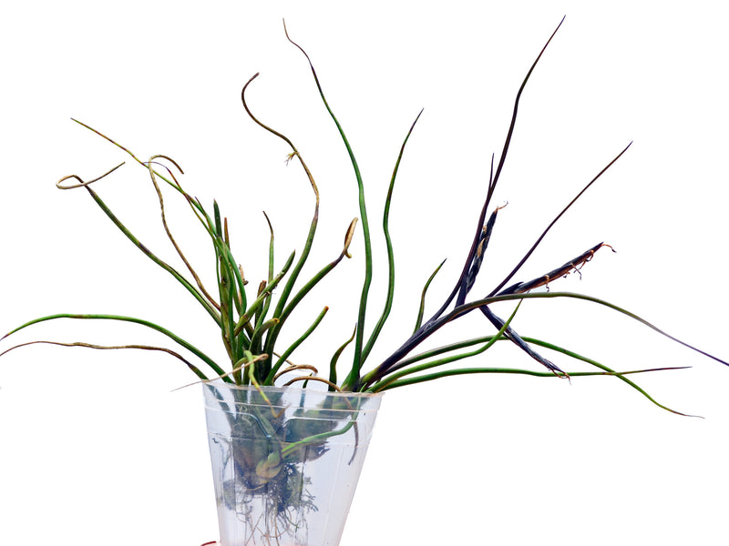 Tillandsia bulbosa