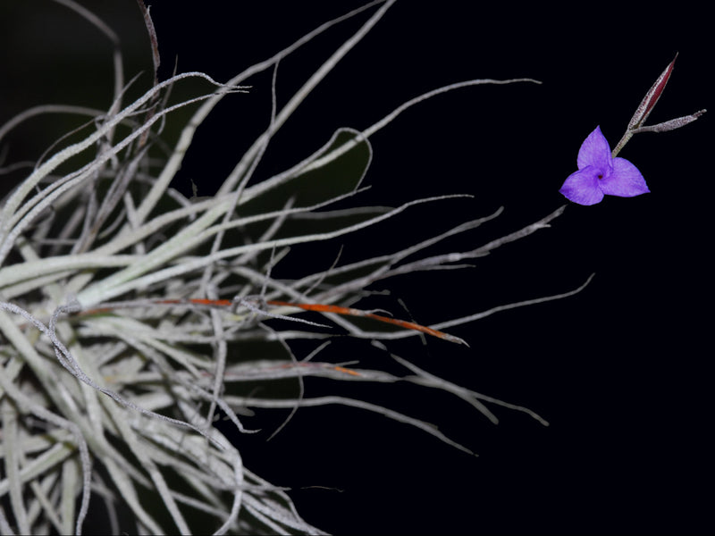 Tillandsia caerulea