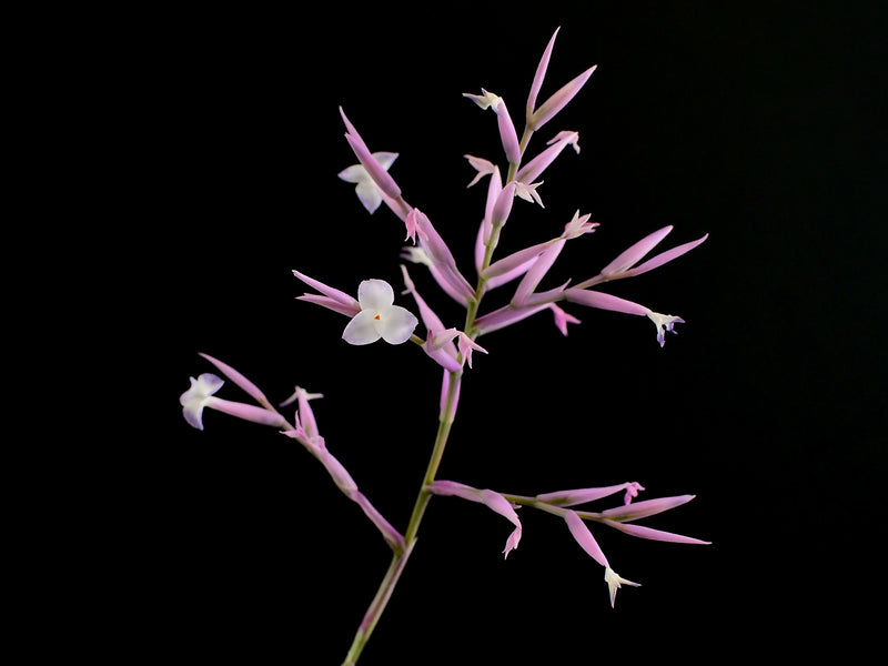 Tillandsia straminea
