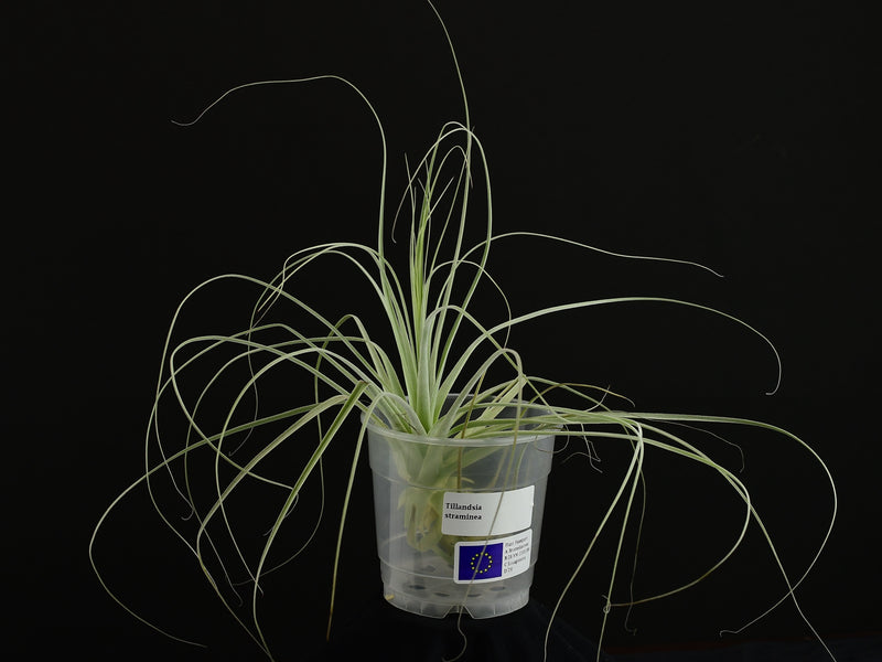 Tillandsia straminea