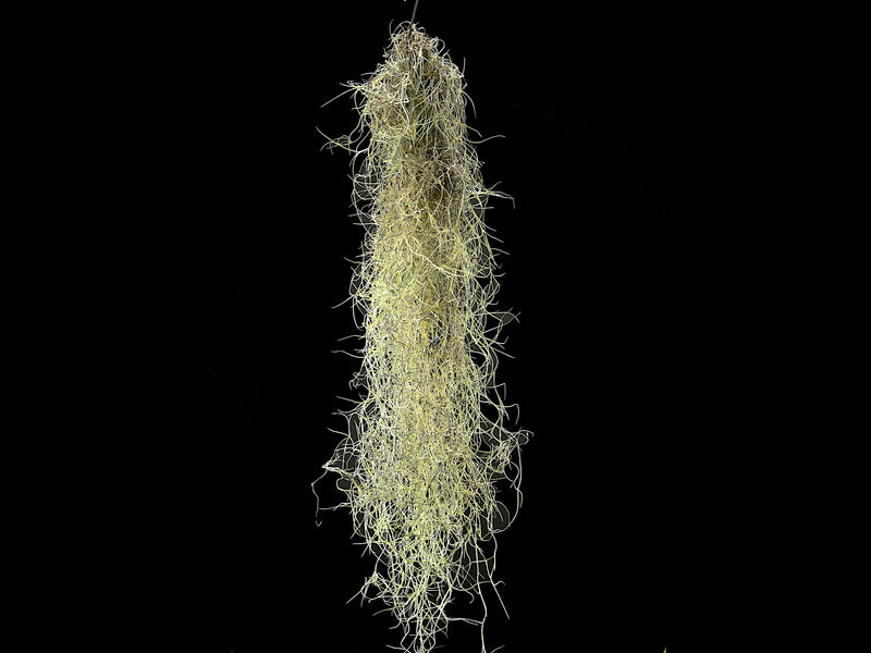 Tillandsia usneoides