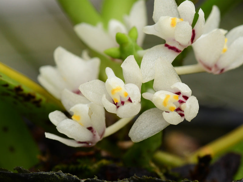 Trachoma phillipsii  (10 cm Ampeltopf)
