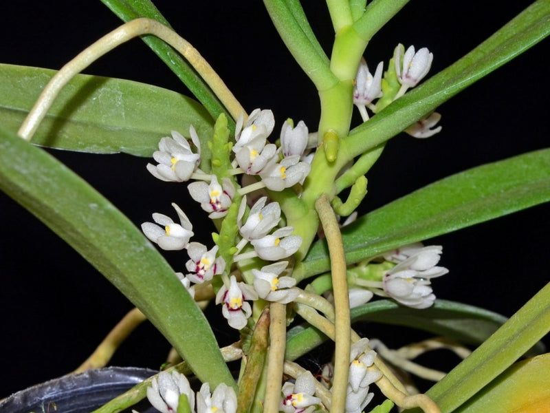 Trachoma phillipsii  (10 cm Ampeltopf)