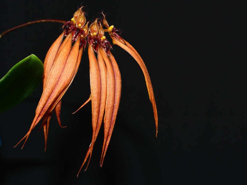 Triasphyllum Copper Queen