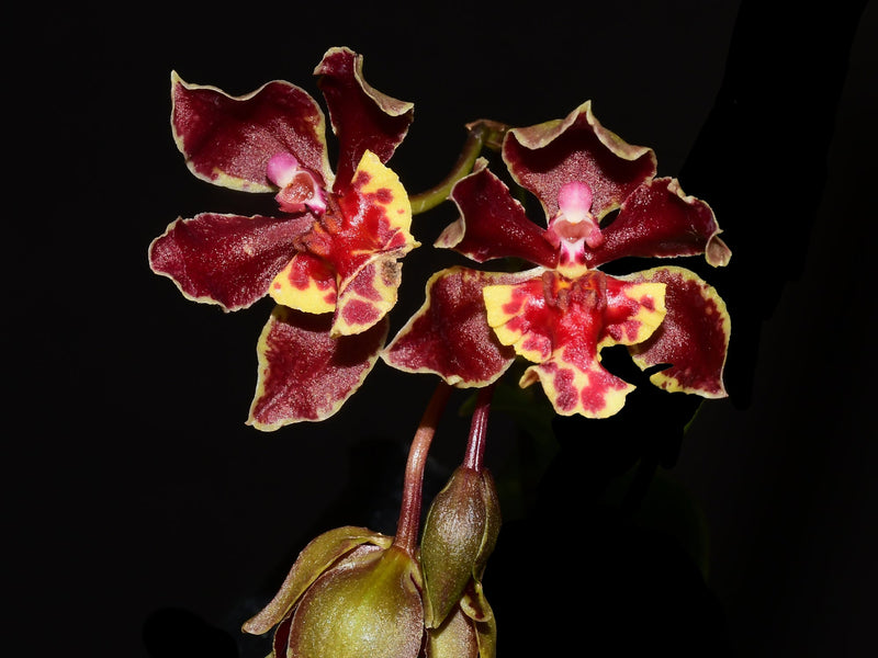 Trichocentrum Pepe Portilla