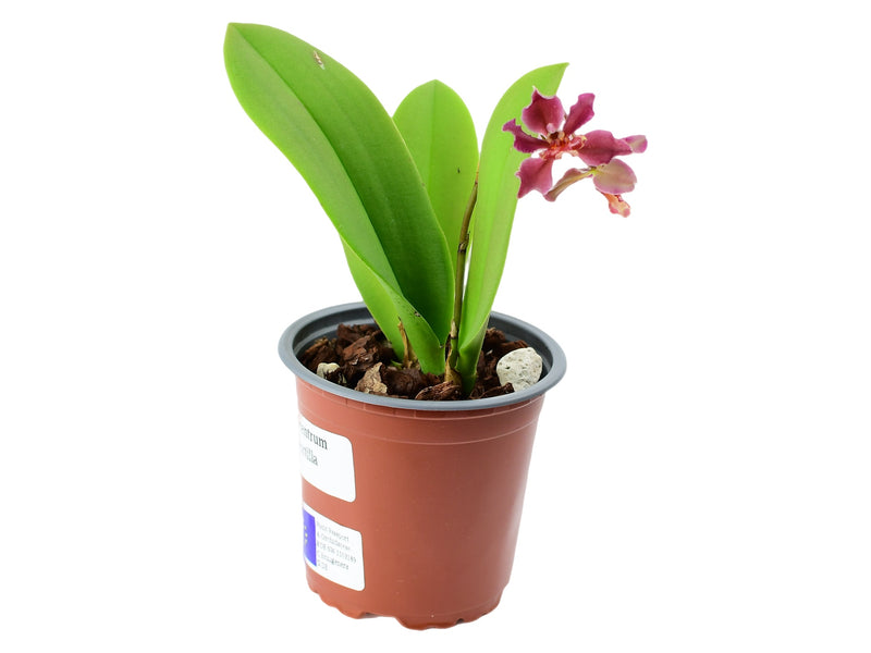 Trichocentrum Pepe Portilla