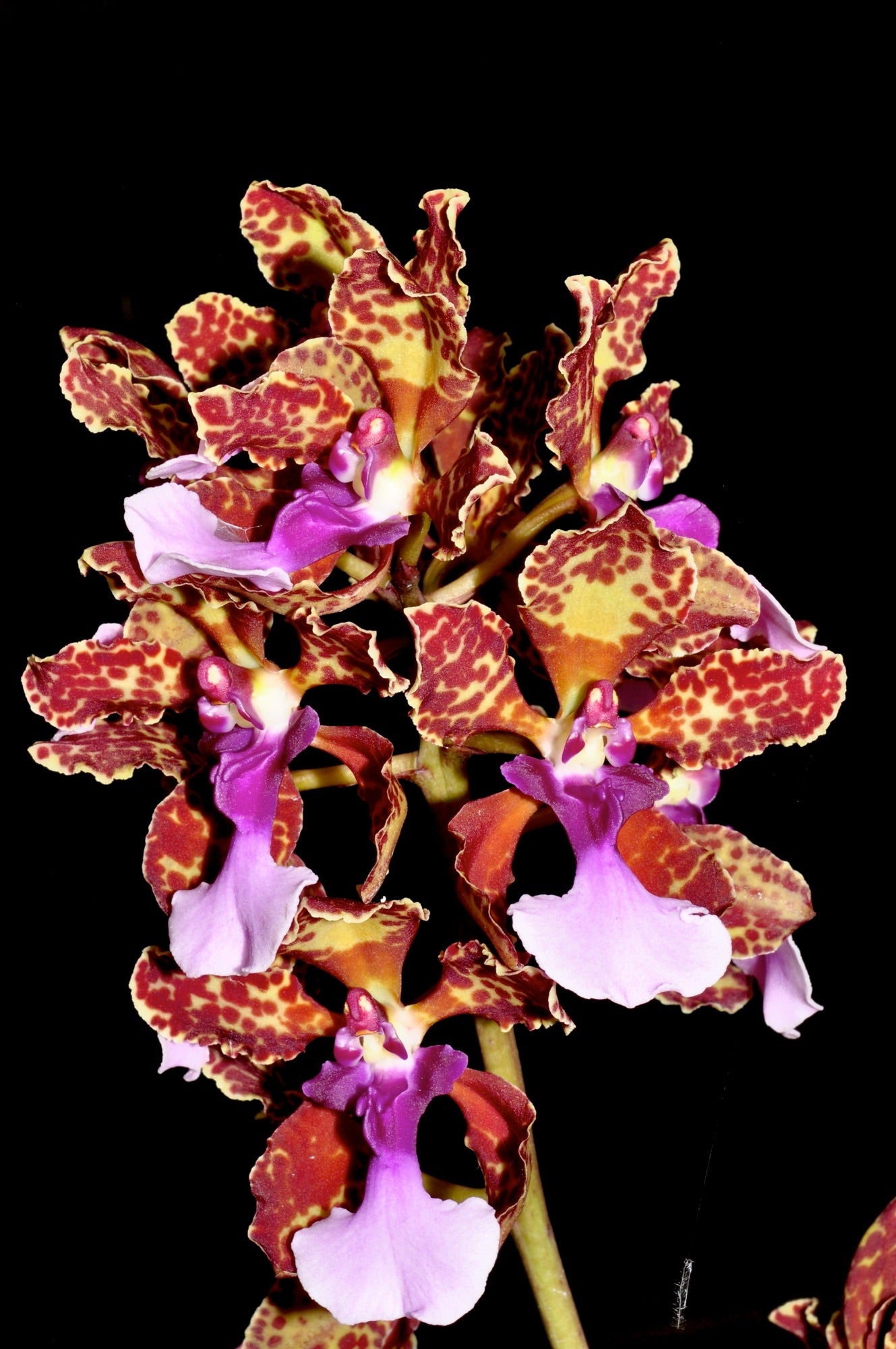 Trichocentrum lanceanum