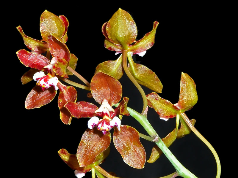 Trichocentrum microchilum