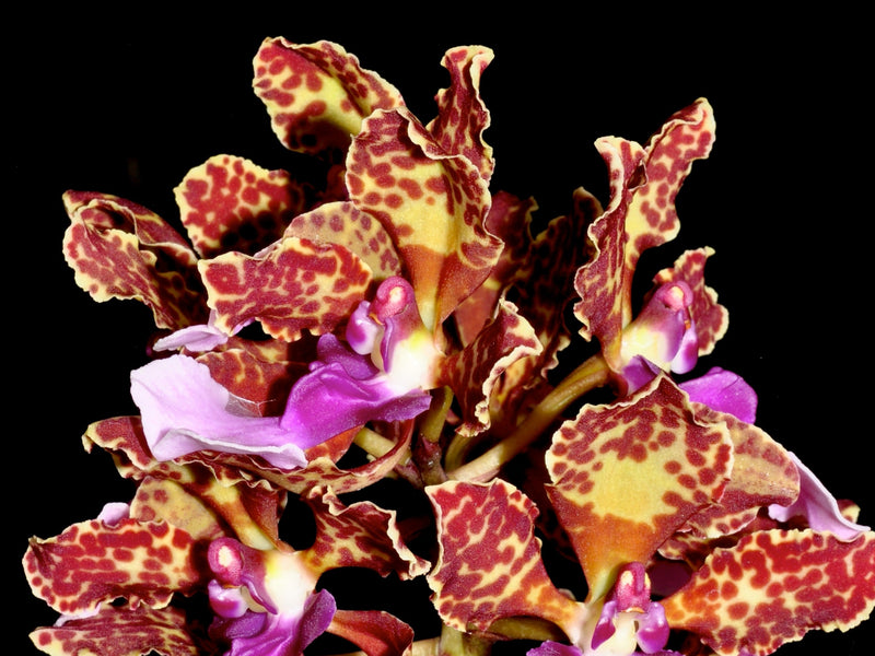 Trichocentrum lanceanum