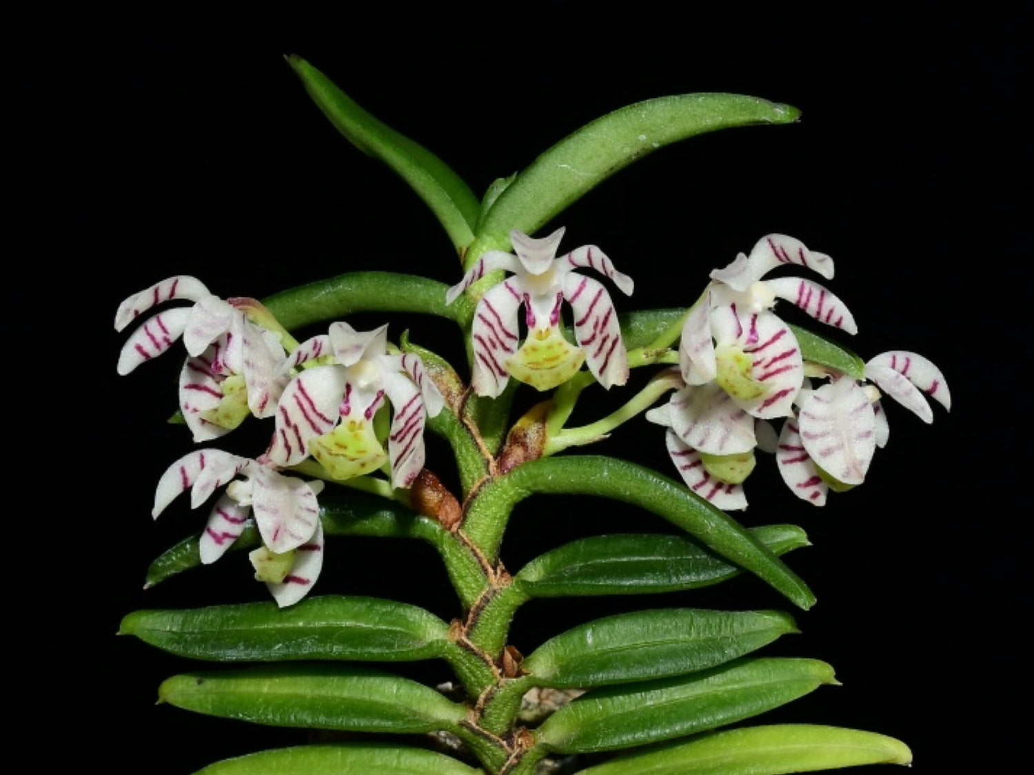 Trichoglottis pusilla