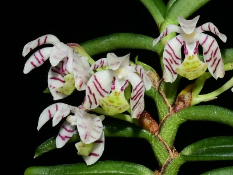 Trichoglottis pusilla