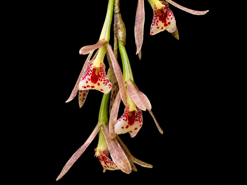 Trichopilia laxa