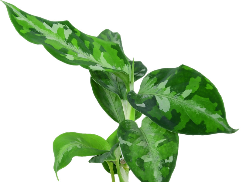 Aglaonema pictum 'Tricolor' (11cm Topf)