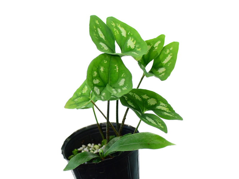 Ulearum donburnsii 'Silver Cloud'