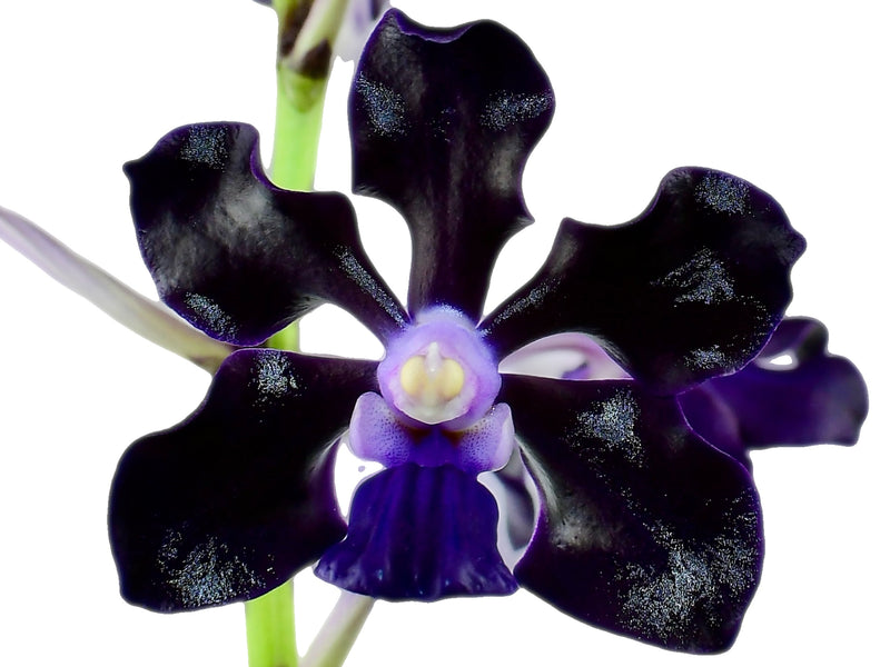 Vanda Jairak Black Knight 'Obsidian'