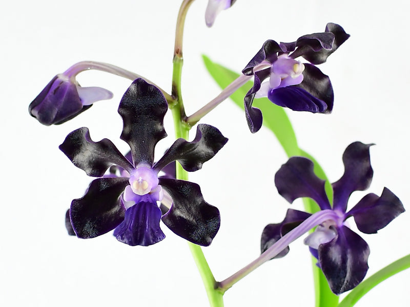 Vanda Jairak Black Knight 'Obsidian'