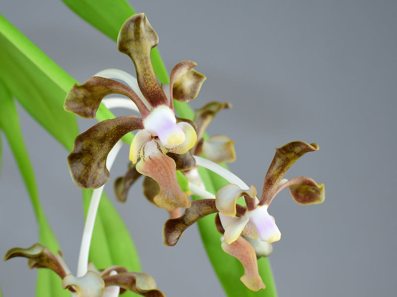 Vanda brunnea (9 cm Topf)