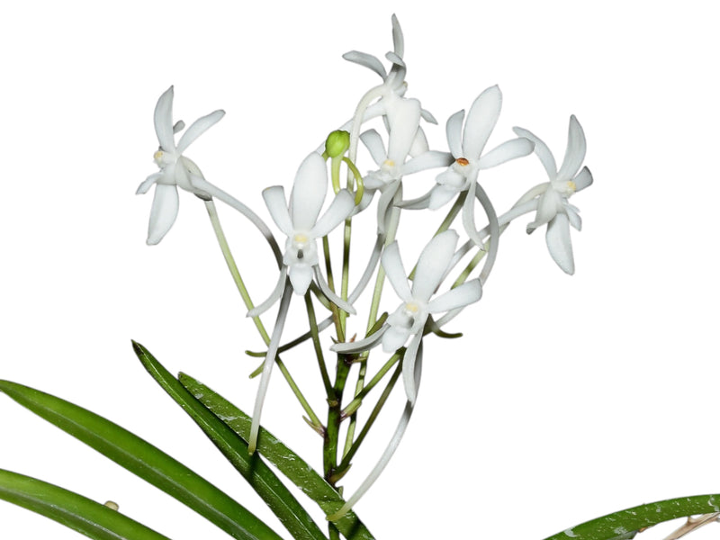 Vanda falcata (5 cm Topf) syn. Neofinetia falcata