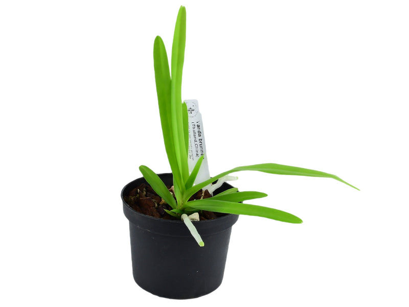 Vanda brunnea (9 cm Topf)