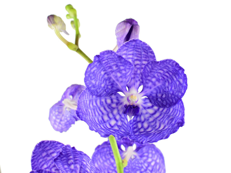 Vanda coerulea