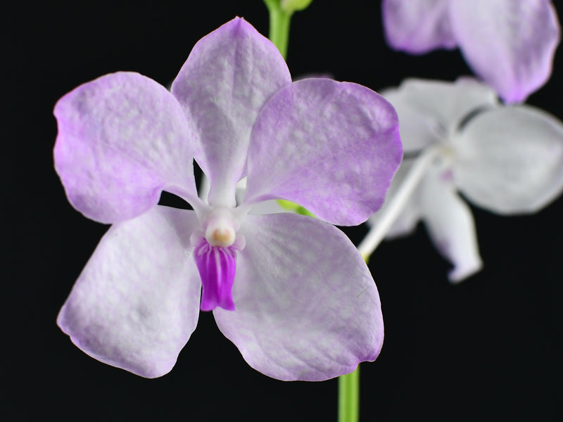Vanda coerulea 'Pink'
